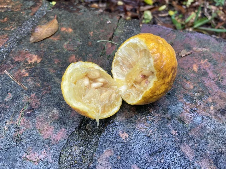 Poncirus trifoliata inside fruit
