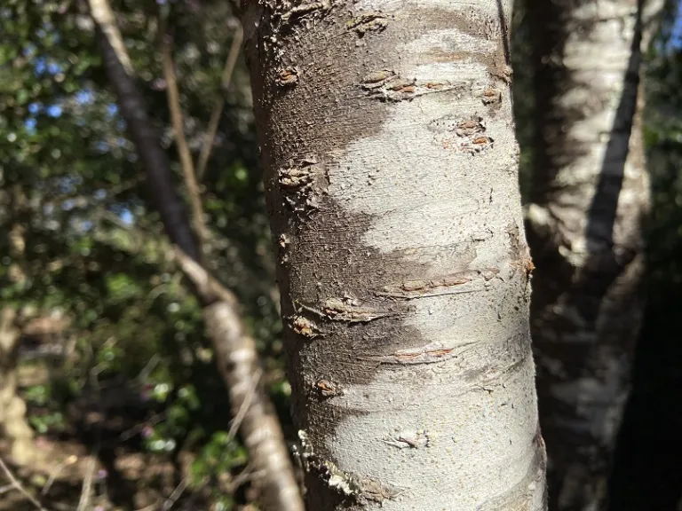 Prunus 'Okame' bark