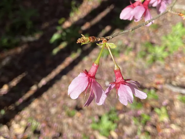 Prunus 'Okame' flower