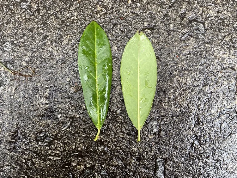 Prunus laurocerasus leaf front and back