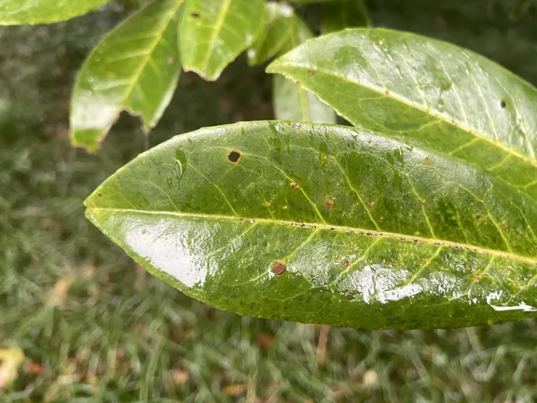 Prunus laurocerasus shothole disease