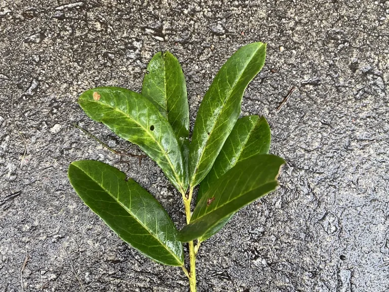 Prunus laurocerasus stem
