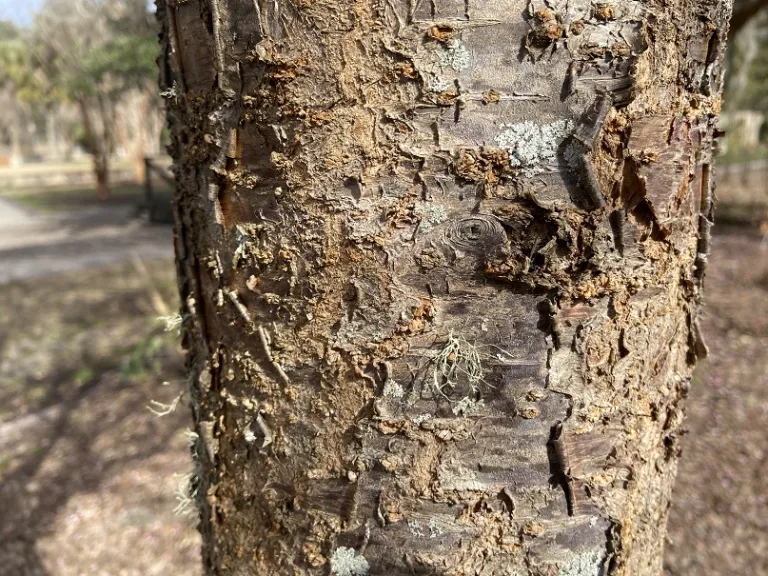 Prunus mume 'Peggy Clarke' bark