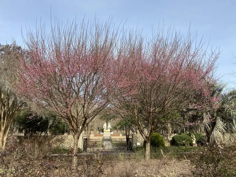 Prunus mume 'Peggy Clarke' flowering habit