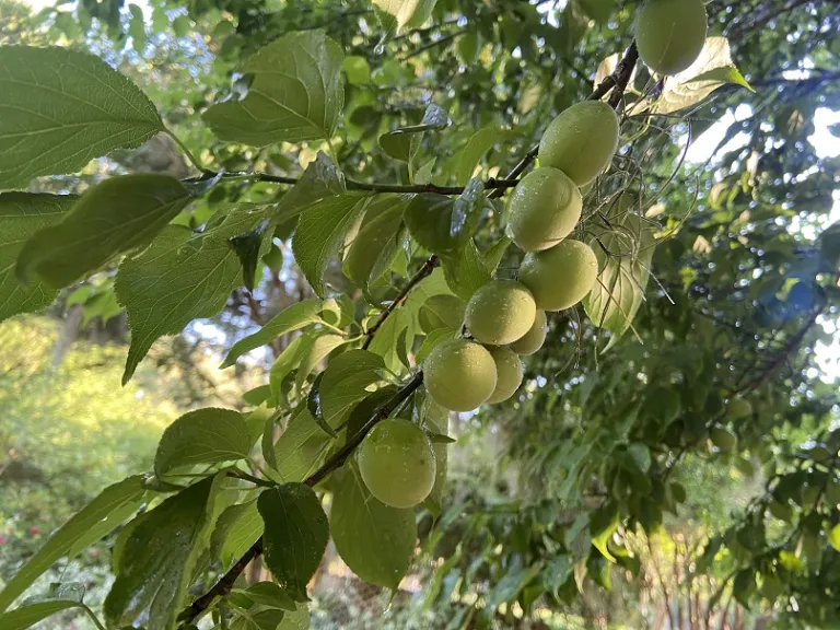 Prunus mume 'Peggy Clarke' fruit