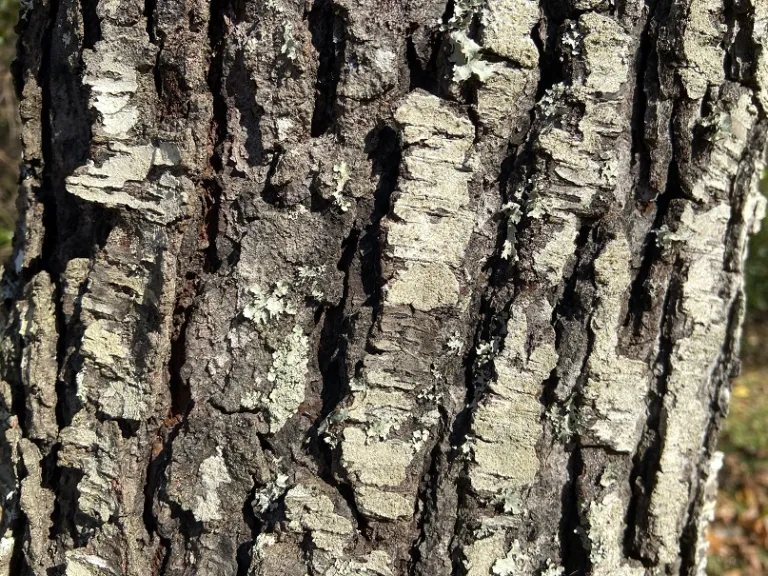 Prunus serotina bark