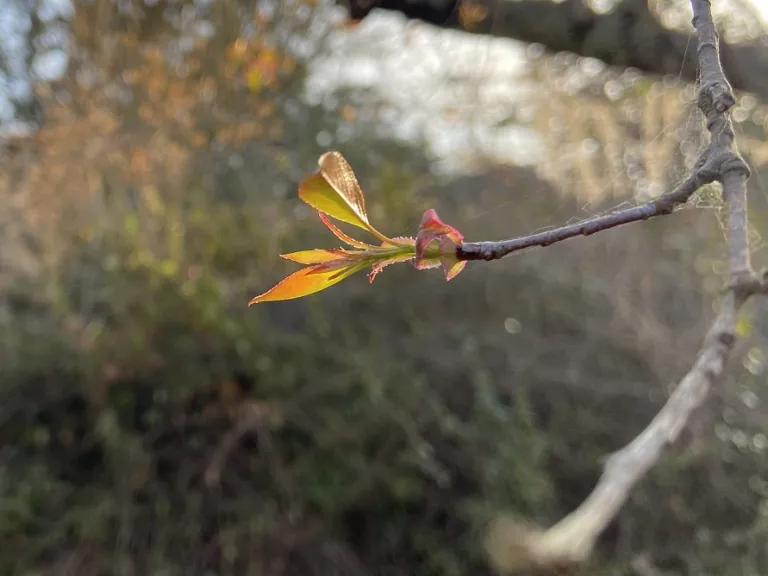 Prunus serotina leafing out