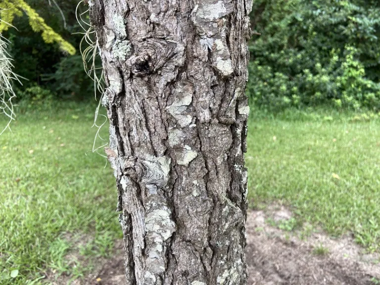 Pseudolarix amabilis bark