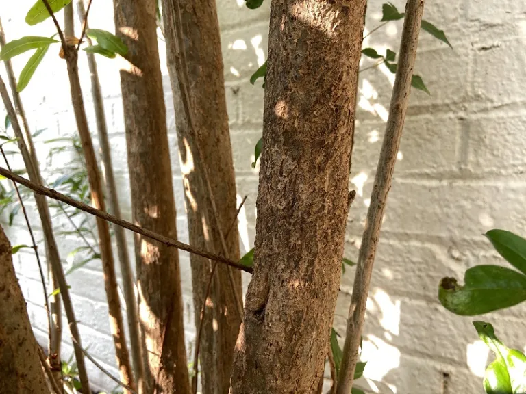 Punica granatum 'Wonderful' bark