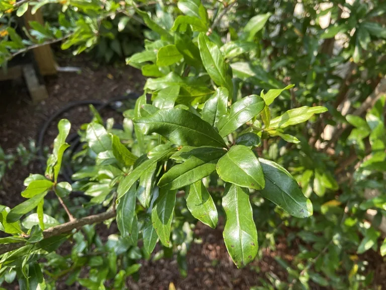 Punica granatum 'Wonderful' foliage