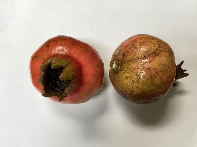 Punica granatum 'Wonderful' fruits