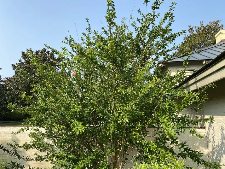 Punica granatum 'Wonderful' habit