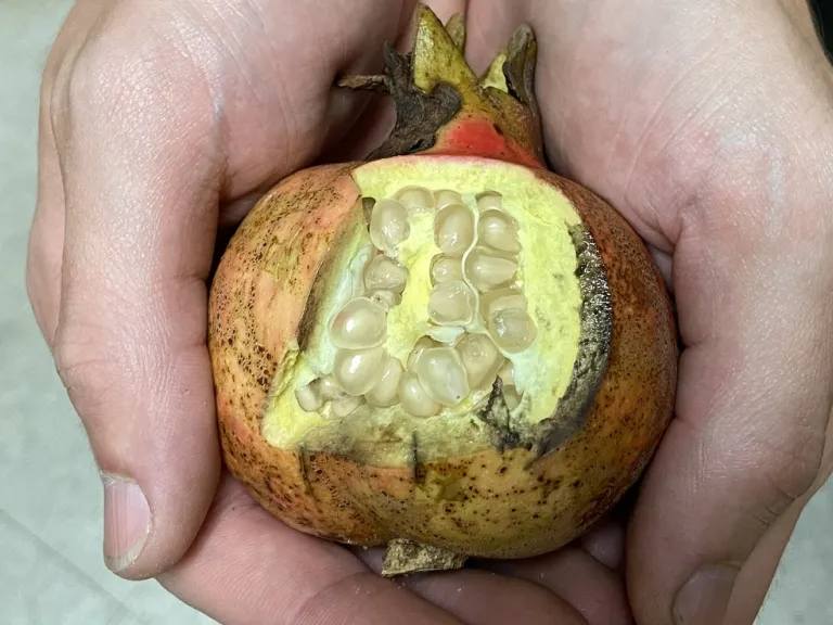 Punica granatum 'Wonderful' seeds
