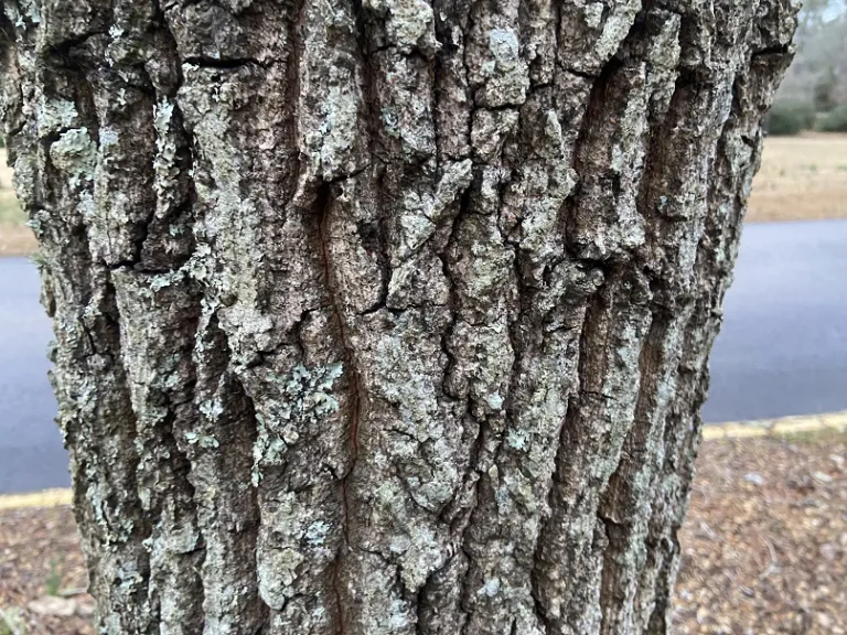 Quercus acutissima bark