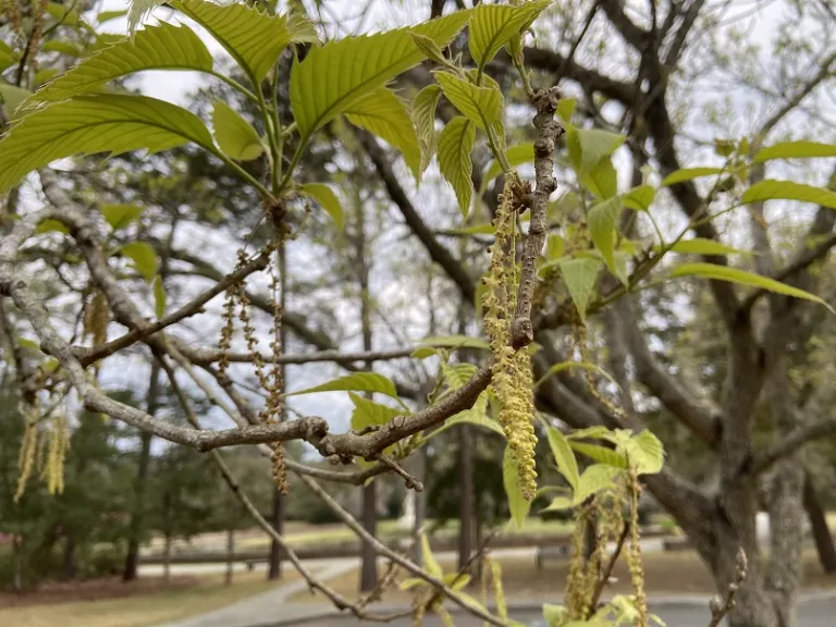 Quercus acutissima flower