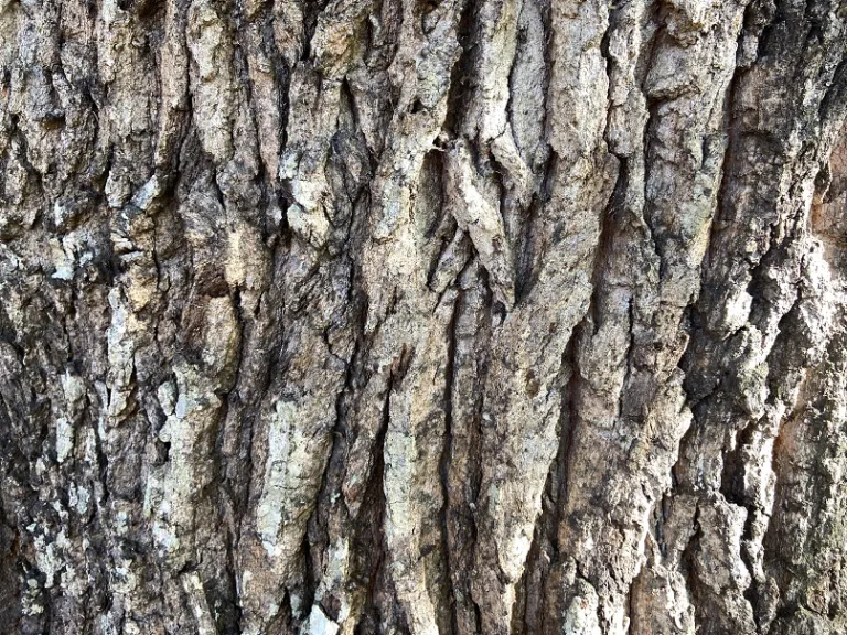 Quercus chenii bark