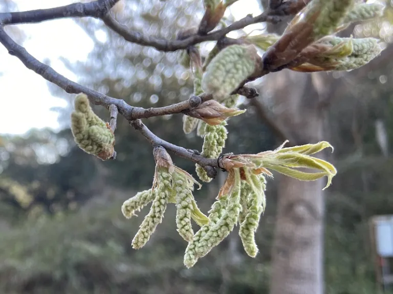 Quercus chenii flower