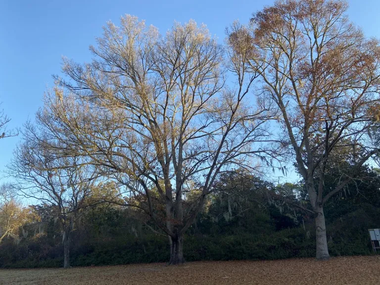 Quercus chenii winter habit