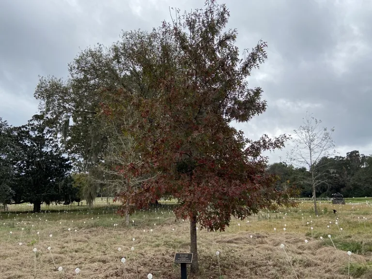 Quercus coccinea habit