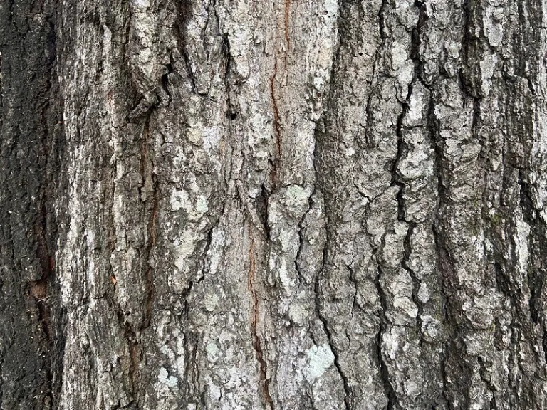 Quercus falcata bark