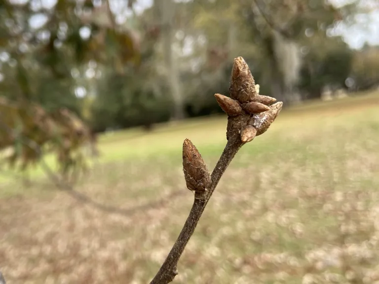 Quercus falcata buds