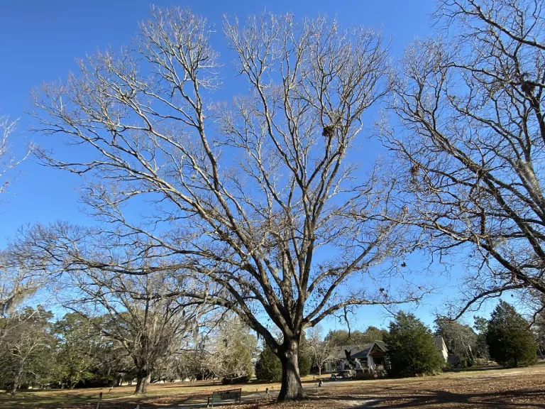 Quercus falcata winter habit