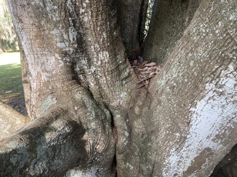 Quercus glauca bark