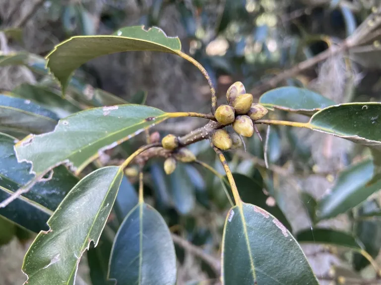 Quercus glauca buds