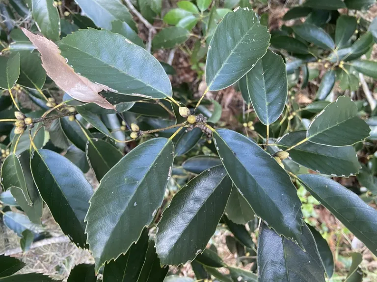 Quercus glauca foliage
