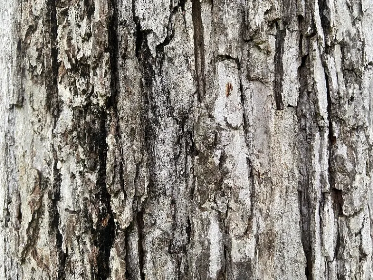 Quercus lyrata bark