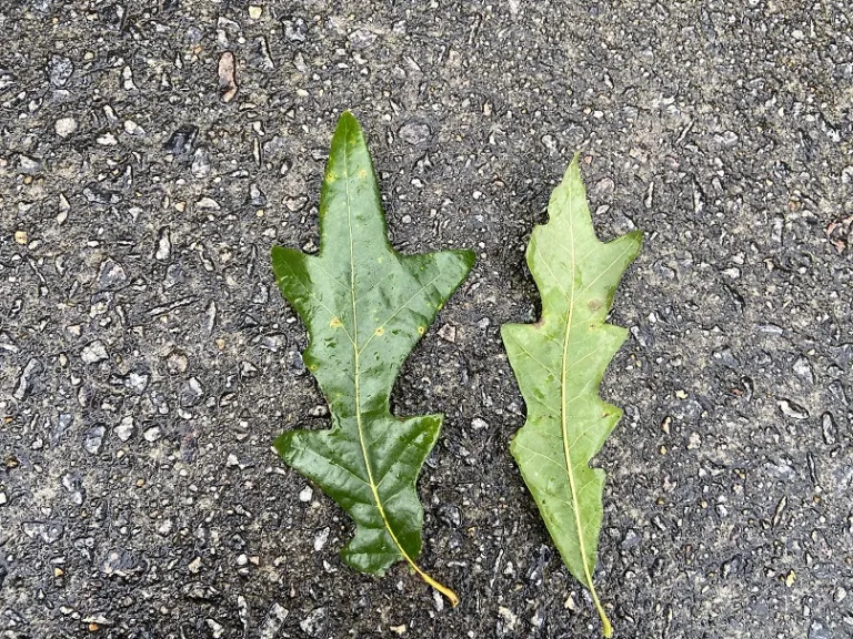 Quercus lyrata leaf front and back