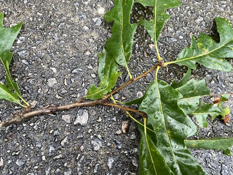 Quercus lyrata stem
