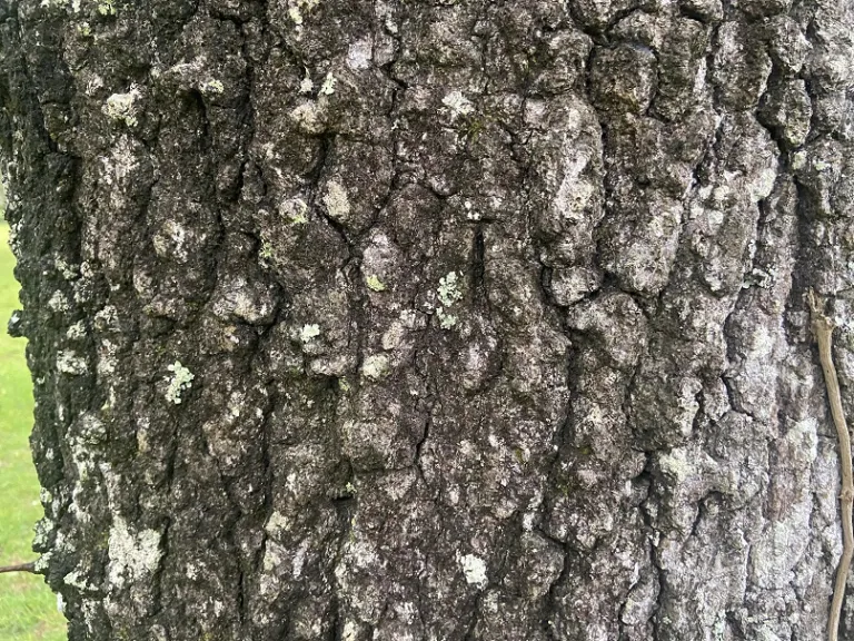 Quercus marilandica bark