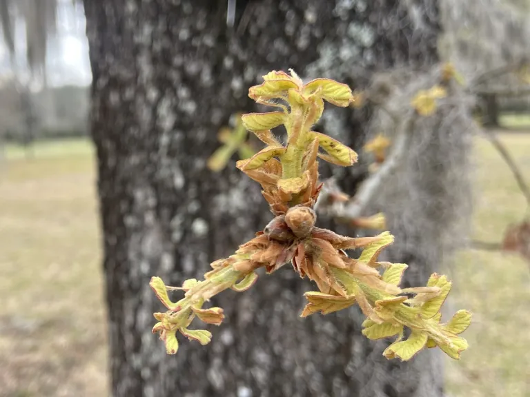 Quercus marilandica breaking bud