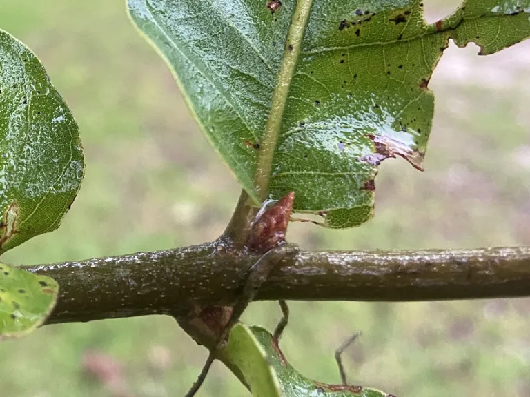 Quercus marilandica bud