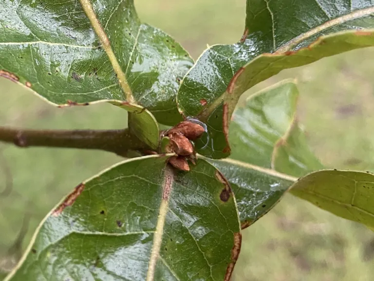 Quercus marilandica buds