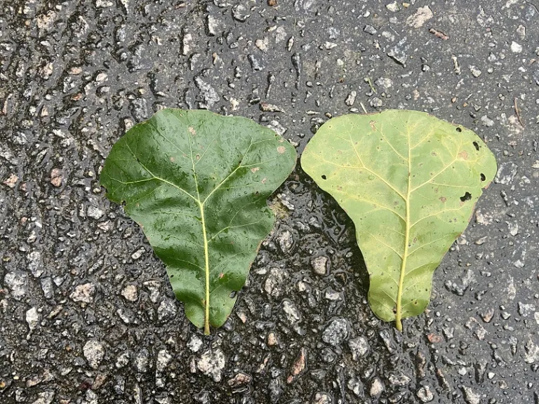 Quercus marilandica leaf front and back