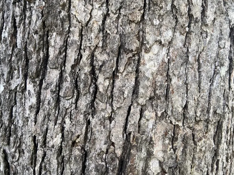 Quercus michauxii bark