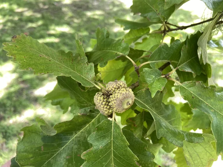 Quercus michauxii early acorn