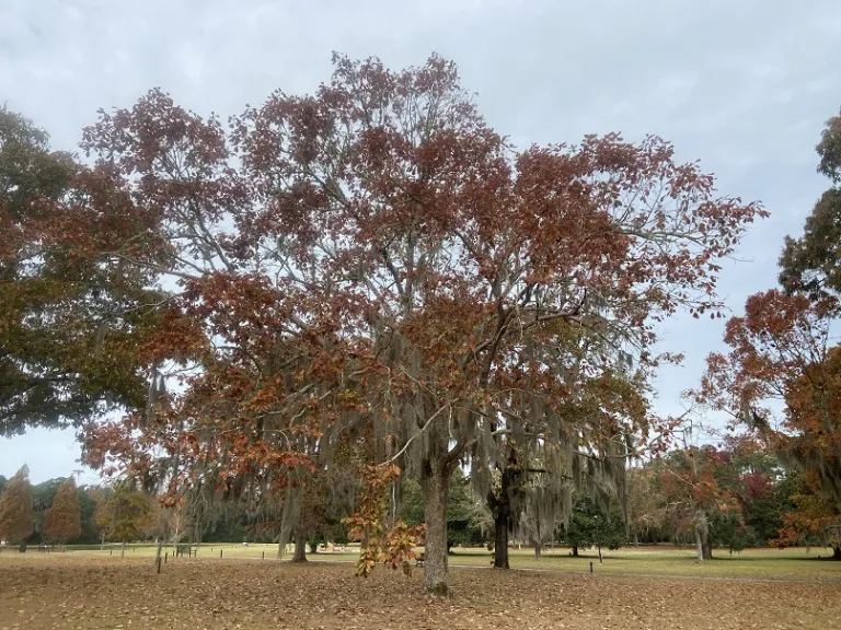 Quercus michauxii fall habit