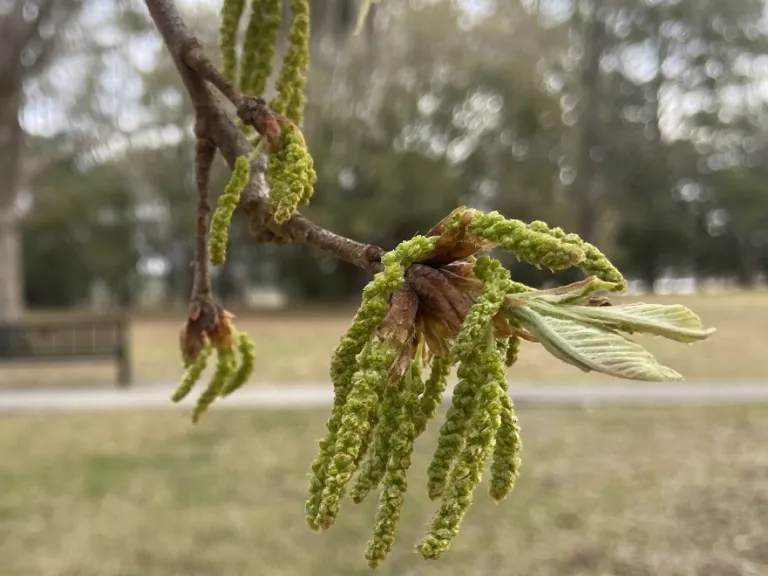 Quercus michauxii flowers and emerging leaves