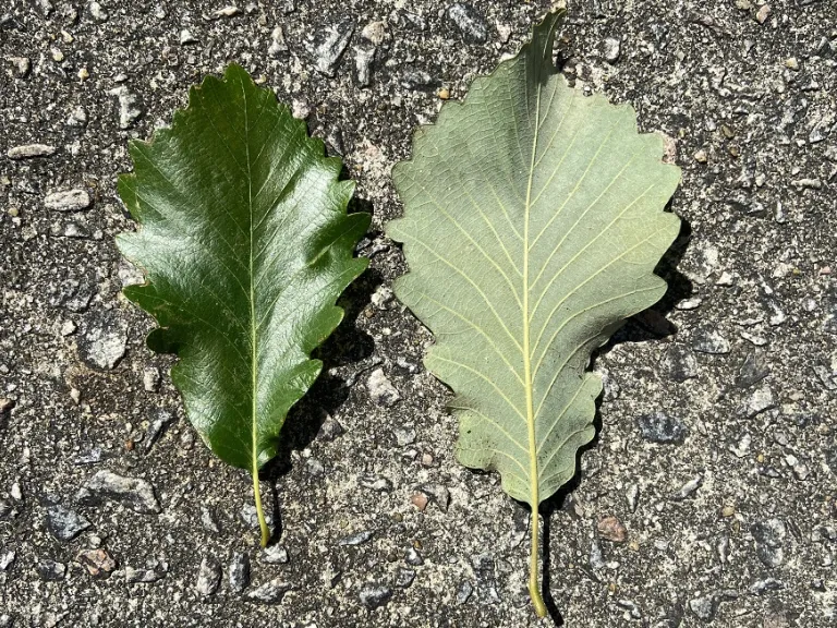 Quercus michauxii leaf front and back