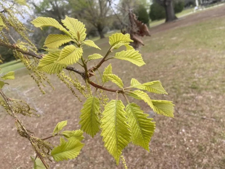 Quercus michauxii new leaves