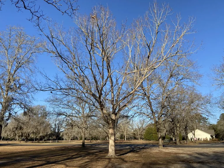 Quercus michauxii winter habit