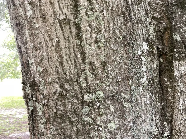 Quercus nigra bark