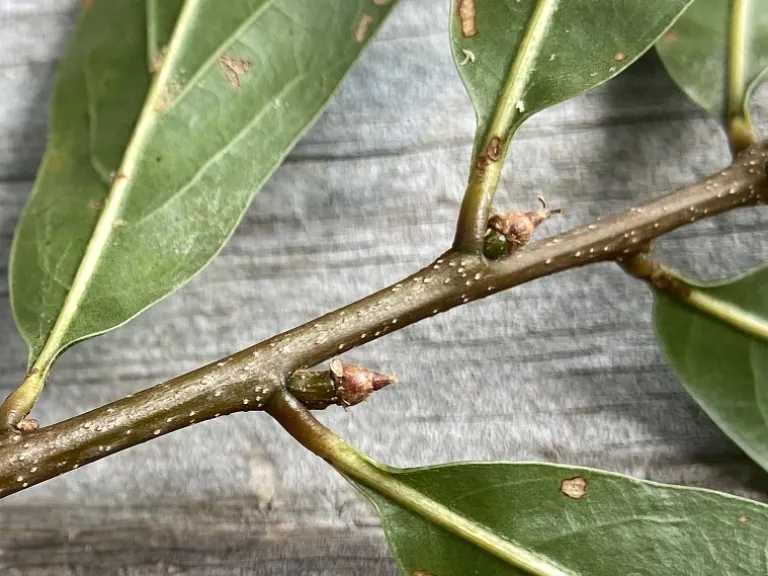 Quercus nigra bud