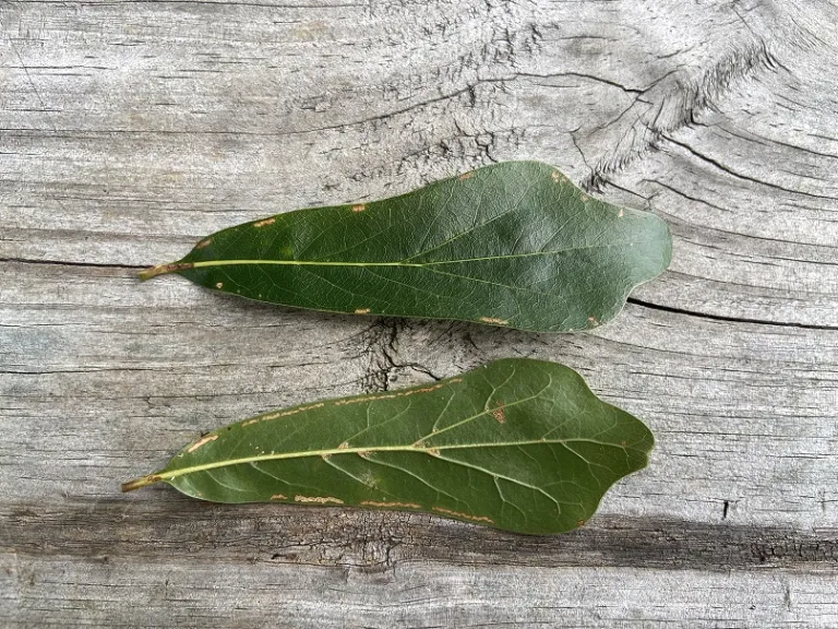 Quercus nigra leaf front and back