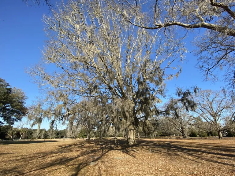 Quercus nigra winter habit