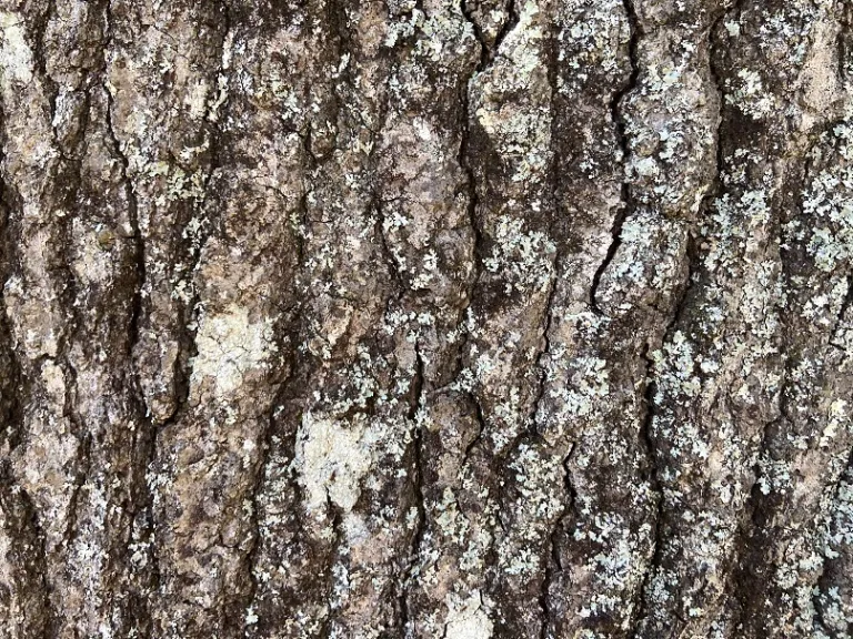 Quercus pagoda bark