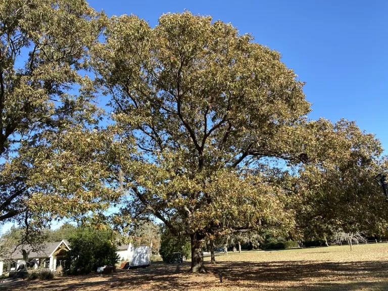 Quercus pagoda habit